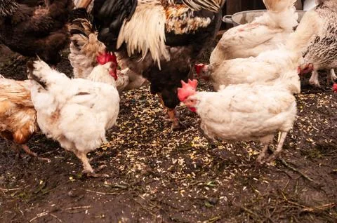 A herd of multi-colored chickens and a rooster eating grain. Hens in a chicken Stock Photos