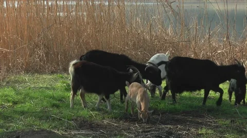 A herd of multi-colored goats eat branches on the shore of the lake 스톡 동영상 169777723