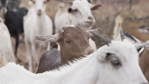 Herd of  multi-colored goats walking in an arid area. Stock Footage 319309610