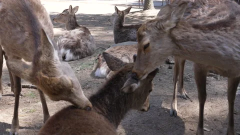 Herd of Nara Deer Grooming and removing ticks in Japanese Park Vídeo Stock 242599358