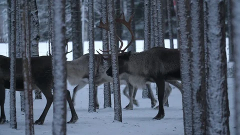 Herd of noble deer going forward in a thick spruce forest in a snowy Finland Stock-Footage 122818979