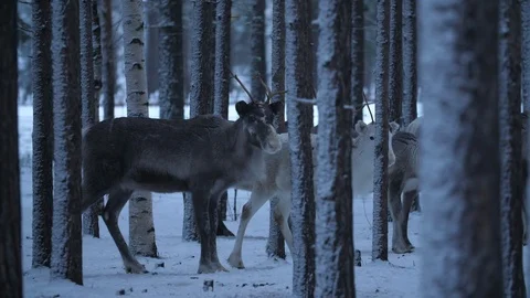 A herd of noble deer standing motionlessly in snowy pine woodland in Finland Stock-Footage 122731252