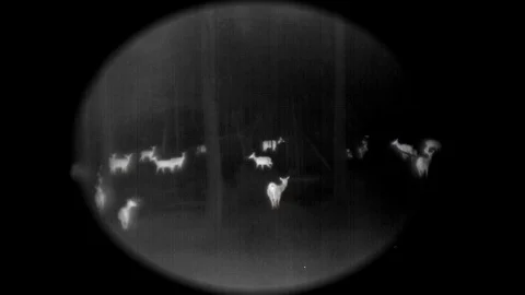 Herd of North American Elk in Forest at Night with Thermal Camera Stock Footage