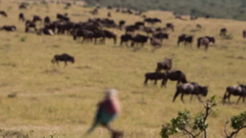 Herd of numerous wildebeest grazing in endless desert of Kenya. Stock Footage 229468724