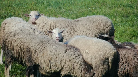 A herd of old sheep and young lambs on a green meadow 動画素材 122269512