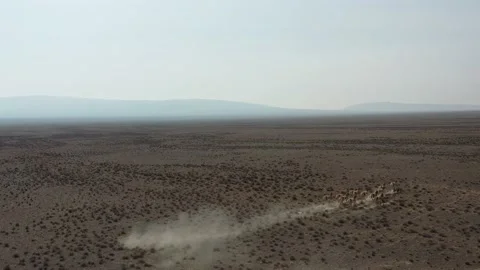 Herd of onagers (wild ass) running in the desert 003 스톡 동영상 130736318