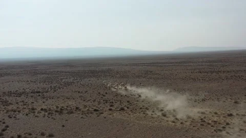 Herd of onagers (wild ass) running in the desert 002 스톡 동영상 130736320
