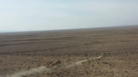 Herd of onagers (wild ass) running in the desert 004 스톡 동영상 130736341