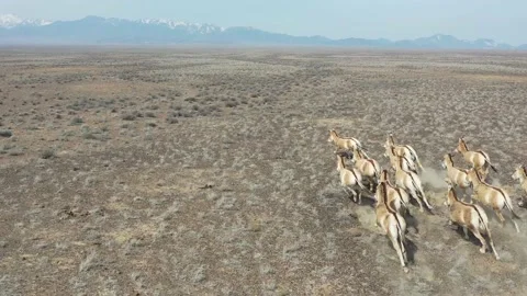Herd of onagers (wild ass) running in the desert 006 스톡 동영상 130736348