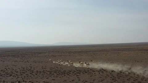 Herd of onagers (wild ass) running in the desert 001 스톡 동영상 130736354