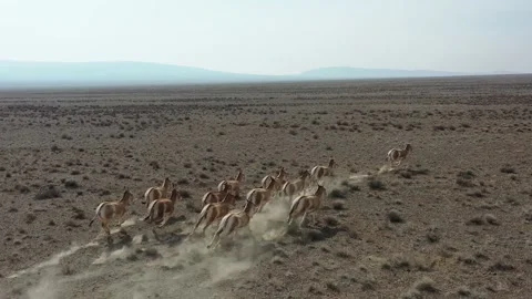 Herd of onagers (wild ass) running in the desert 005 스톡 동영상 130736377