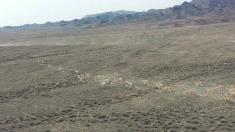 Herd of onagers (wild ass) running in the desert 009 스톡 동영상 130736394