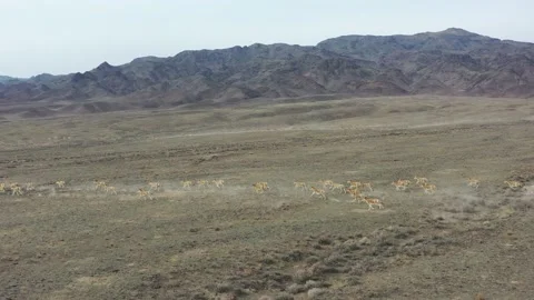 Herd of onagers (wild ass) running in the desert 008 스톡 동영상 130736416