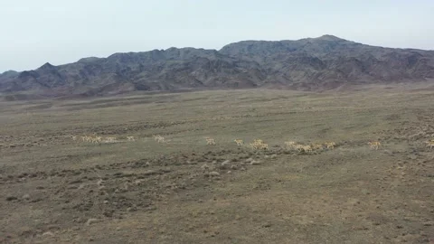 Herd of onagers (wild ass) running in the desert 007 스톡 동영상 130736417