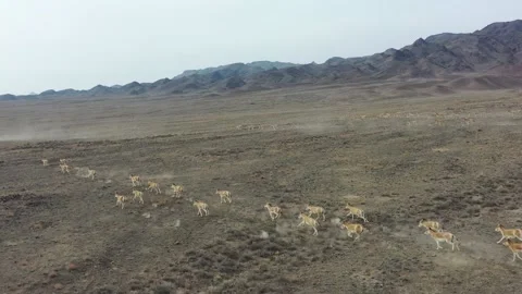 Herd of onagers (wild ass) running in the desert 010 스톡 동영상 130736427