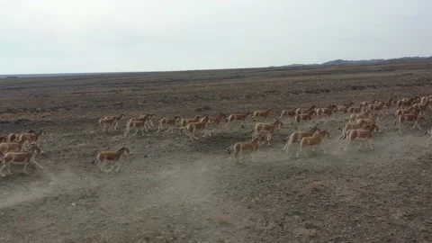 Herd of onagers (wild ass) running in the desert 013 스톡 동영상 130747455