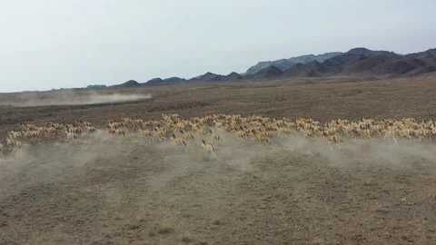 Herd of onagers (wild ass) running in the desert 011 스톡 동영상 130747465