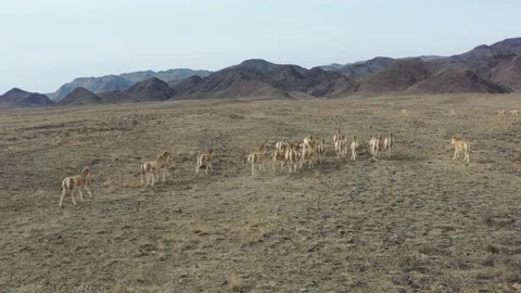 Herd of onagers (wild ass) running in the desert 014 스톡 동영상 130747473