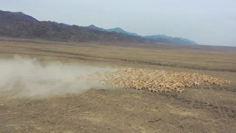 Herd of onagers (wild ass) running in the desert 016 스톡 동영상 130747475
