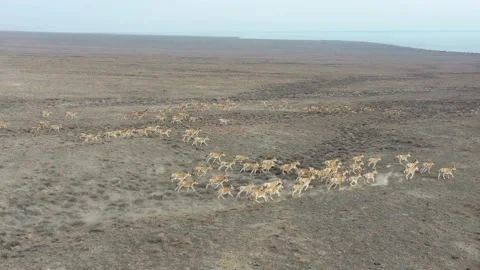 Herd of onagers (wild ass) running in the desert 015 스톡 동영상 130747479