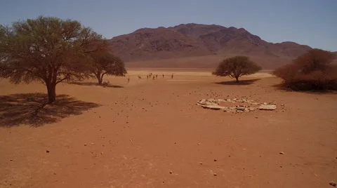 A herd of oryx are making their way through a red stone desert - Namibia Stock Footage 64987817