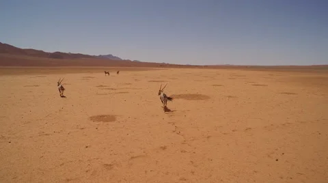 A herd of oryx are making their way through a red stone desert -Namibia Stock Footage 64988331