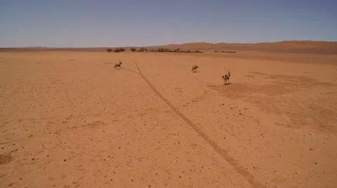 A herd of oryx are making their way through a red stone desert - Namibia Stock Footage 64988540