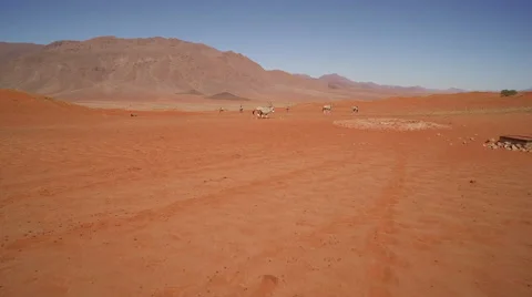 A herd of oryx are making their way through a red stone desert -Namibia Stock Footage 65907677