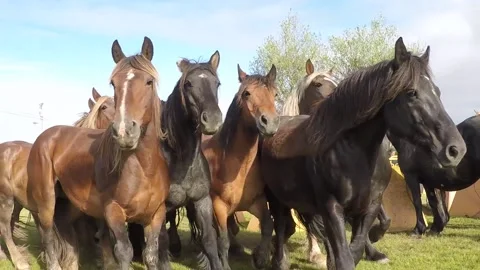 Herd of Percheron Stockbeeldmateriaal 137378810