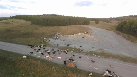A herd of pets is going home.video from drone. Stock Footage 116187152