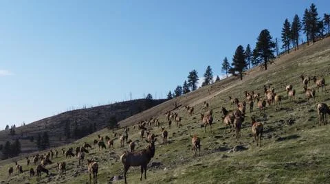 The Herd Foto stock