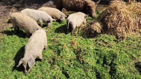 Herd of pigs with cute piglets grazing in the farm. Stock-Footage 302424193