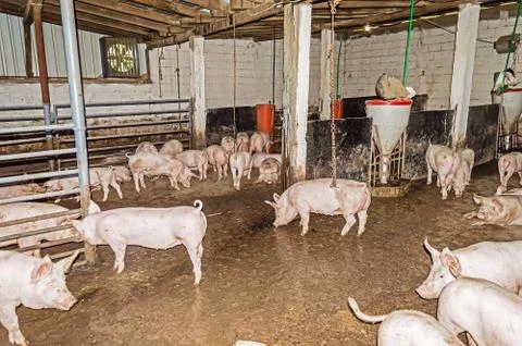 Herd of Pigs in the Pigsty Stock Photos