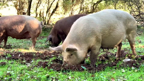 Herd of pigs scavenging 20 sec Video stock 226984776