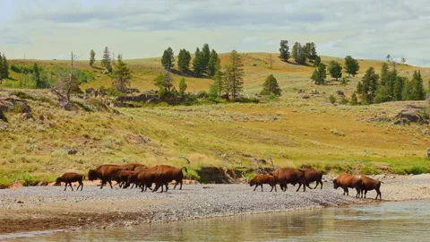 A herd of play bison crossing river wild Yellowstone national park Wyoming USA Stock Footage 329139267