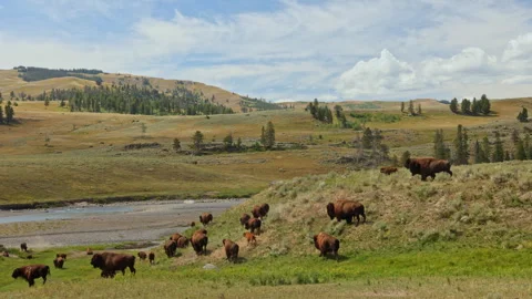 A herd of play bison running wild in Yellowstone national park Wyoming USA 4K Stock Footage 329139140