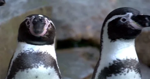 Herd of Pretty Penguins Stock Footage 108928016