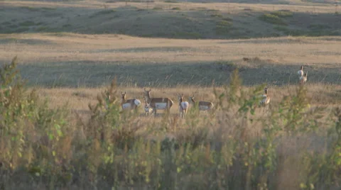 HERD OF PRONGHORN ANTELOPE DOES AT SUNSET OR SUNRISE IN OPEN FIELD Stock Footage 59066530