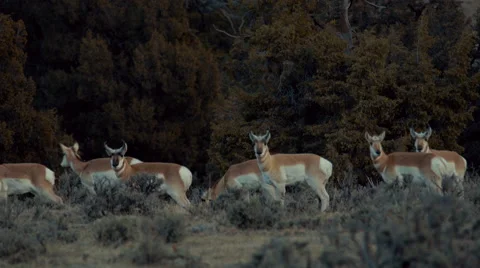 Herd of Pronghorn Vídeos de archivo 61579445