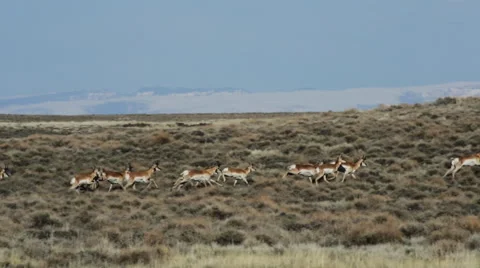 HERD OF PRONGHORN RUNNING SWIFTLY THROUGH FIELD OF SAGE BRUSH IN DESERT Stock Footage 53344916