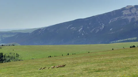 A herd of pronghorns run through a meadow north of Cody, Wyoming Stock-Footage 260736640