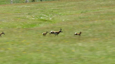 A herd of pronghorns run through a meadow north of Cody, Wyoming Stock-Footage 260744161