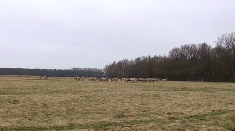 Herd of Przewalski's horses. Stock Footage 34470000