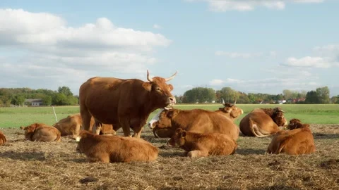 A herd of purebred Limousin beef cows and calves are resting on a pasture. Stock Footage 289541717
