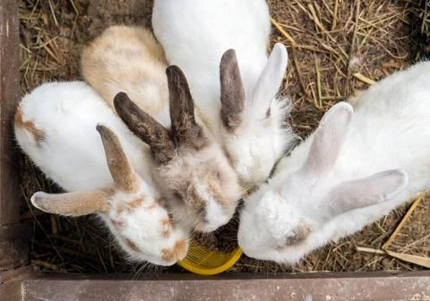 Herd rabbit eating Stock Photos