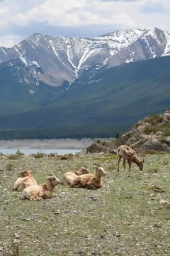 Herd of ram resting with mountains in the background Stockfoto's