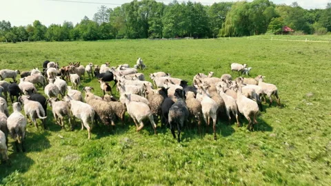 A Herd Of Rams And Sheep In The Field Grazing On The Meadow And Running Away In Stock Footage 244636374