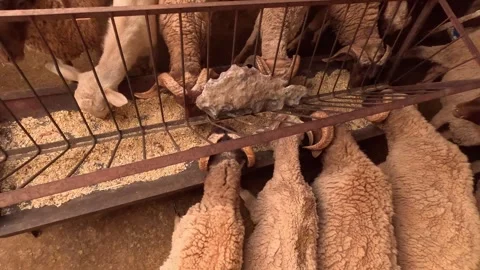 Herd of rams with big horns eating their fodder  動画素材 240991680