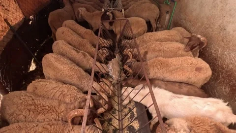 Herd of rams with big horns eating their fodder  Stock Footage 240992015