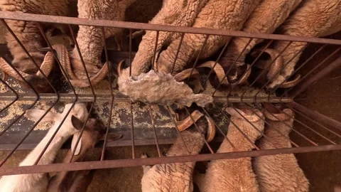Herd of rams with big horns eating their fodder  動画素材 240992187